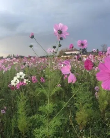 Bed & Breakfast Chateau Couchebout Pugnac