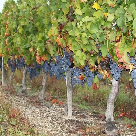 Bed & Breakfast Chateau Couchebout